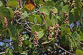 Fructification de Raisin bord de mer à La Réunion