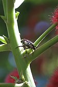Cétoine de La Réunion sur une tige d'Acalypha