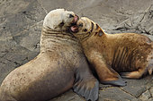 Steller sea lions ( Eumetopias jubatus) on the shore, Valdez, Alaska