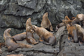Steller sea lions ( Eumetopias jubatus) on the shore, Valdez, Alaska