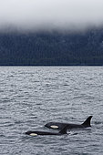 Killer whale (Orcinus orca) swimming on the surface, Valdez, Alaska