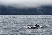 Killer whale (Orcinus orca) swimming on the surface, Valdez, Alaska