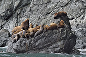 Steller sea lions ( Eumetopias jubatus) on the shore, Valdez, Alaska