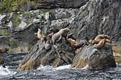 Steller sea lions ( Eumetopias jubatus) on the shore, Valdez, Alaska