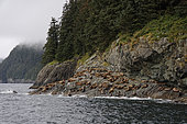 Steller sea lions ( Eumetopias jubatus) on the shore, Valdez, Alaska