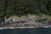 Lions de mer de Steller (Eumetopias jubatus) sur le rivage, Valdez, Alaska