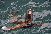 Lion de mer de Steller (Eumetopias jubatus) dans l'eau, Valdez, Alaska