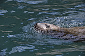 Steller sea lion ( Eumetopias jubatus) in water, Valdez, Alaska