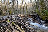 European Beaver Dam (Castor fiber) on a dead branch of the Ain River, France
