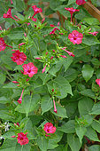 Marvel-of-peru (Mirabilis jalapa) in bloom in a garden