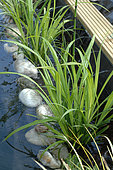 Great Drooping Sedge (Carex pendula) in a garden pond - lagooning and filtration by aquatic plants