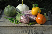 Vegetables from the garden: Potimarron (Cucurbita maxima), round zucchini and yellow zucchini (Cucurbita pepo), Scallop squash (Cucurbita pepo), Eggplant (Solanum melongena), Green Hot pepper (Capsicum annuum)