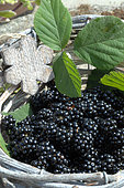 Harvest of wild blackberries (Rubus fructicosus) in a basket