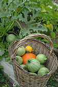 Vegetables from the garden: Potimarron (Cucurbita maxima), round zucchini and yellow zucchini (Cucurbita pepo) in a basket