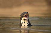 Giant otter (Pteronura brasiliensis), swimming in water. aggressive behaviour, Pantanal, Mato Grosso, Brazil