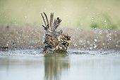 Corn bunting (Emberiza calandra), bathing in small pond, Bulgaria