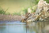 Corn bunting (Emberiza calandra), bathing in small pond, Bulgaria