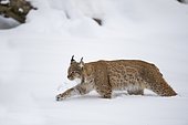 Lynx (Lynx lynx) stalking in deep snow, National Park Bayerischer Wald, Bavaria, Germany