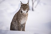 Lynx (Lynx lynx) sitting in snow, National Park Bayerischer Wald, Bavaria, Germany