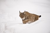 Lynx (Lynx lynx) stalking in deep snow, National Park Bayerischer Wald, Bavaria, Germany