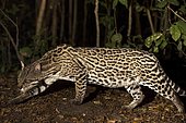 Ocelot (Leopardus pardalis), stalking at the edge of riverine forest, Mato Grosso do Sul, Brazil
