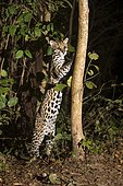 Ocelot (Leopardus pardalis), rising up at tree trunk, Mato Grosso do Sul, Brazil