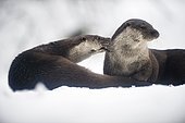 Otter (Lutra lutra), couple on frozen mountain creek, National Park Bayerischer Wald, Bavaria, Germany