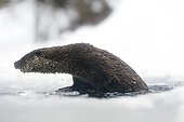 Otter (Lutra lutra), coming out from water of frozen mountain creek, National Park Bayerischer Wald, Bavaria, Germany