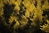Spruce forest (Picea sp), Fichtelgebirge, Bavaria, Germany