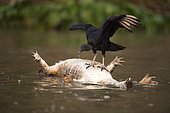 Black vulture (Coragyps atratus), using dead caiman as float, Pantanal, Mato Grosso, Brazil