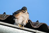 Sparrow hawk (Accipiter nisus), sitting on rain pipe, Bavaria, Germany