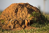 Collared anteater (Tamandua tetradactyla), sitting in front of termite hill, Mato Grosso do Sul, Brazil