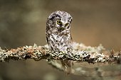 Tengmalm`s owl (Aegolius funereus), sitting on branch with lichens, Czech Republic