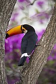 Toco toucan (Ramphastos toco), perching on trunk of tree, Bougainvillia in the background, Mato Grosso do Sul, Brazil