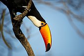 Toco toucan (Ramphastos toco), perching on dead tree, Mato Grosso do Sul, Brazil