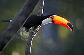 Toco toucan (Ramphastos toco), perching on dead tree, Mato Grosso do Sul, Brazil