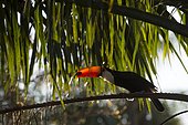 Toco toucan (Ramphastos toco), sitting in palm tree, Mato Grosso do Sul, Brazil