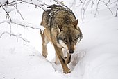 Wolf (Lupus canis), moving in snow, National Park Bayerischer Wald, Bavaria, Germany