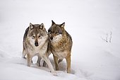 Wolves (Lupus canis), couple in snow, National Park Bayerischer Wald, Bavaria, Germany