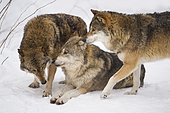 Pack of wolves (Lupus canis) in snow, National Park Bayerischer Wald, Bavaria, Germany