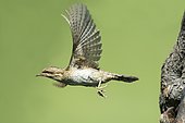 Wryneck (Jynx torquilla), flying out of the nesting hole, Germany