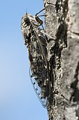 Forest Cicada (Cicadetta montana), camouflage on bark, Provence, France