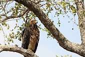 Tawny Eagle (Aquila rapax) on the lookout on a branch, South Africa