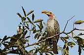 Southern Yellow-billed Hornbill (Tockus leucomelas) on a branch, South Africa