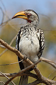Southern Yellow-billed Hornbill (Tockus leucomelas) on a branch, South Africa