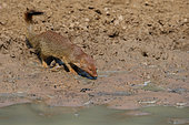 Slender Mongoose (Galerella sanguinea) drinking at mond, Kruger, South Africa