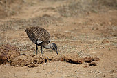 Red-crested bustard (Lophotis ruficrista) looking fo food in dung, South Africa
