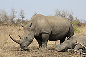 Rhinocéros blanc (Ceratotherium simum) jeune couché près d'un adulte, Kruger, Afrique du Sud
