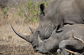 Rhinocéros blanc (Ceratotherium simum) jeune couche près d'un adulte, Kruger, Afrique du Sud