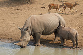 White Rhinoceros (Ceratotherium simum) female suckling her young at pond, Kruger, South Africa